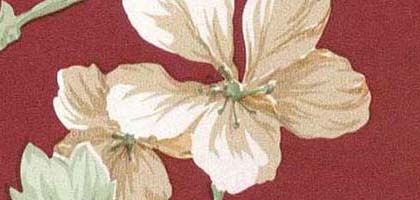 Sugar Magnolia