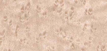 Birdseye Maple