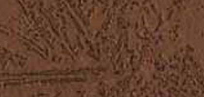 Fossil