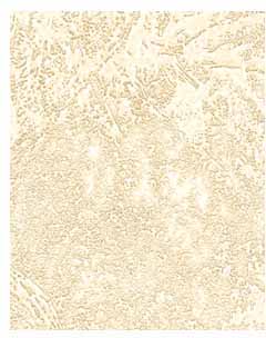 Fossil