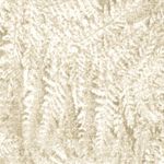 Parchment