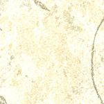 Parchment
