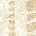 Parchment