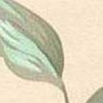 Beige Green Pink