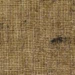 Flax