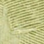 Fern