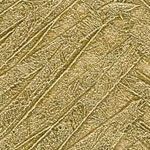 Wheat